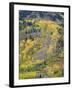 Colorado, White River National Forest, Autumn Colored Quaking Aspen and Conifers on Steep Slopes-John Barger-Framed Photographic Print