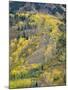 Colorado, White River National Forest, Autumn Colored Quaking Aspen and Conifers on Steep Slopes-John Barger-Mounted Photographic Print