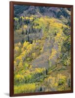 Colorado, White River National Forest, Autumn Colored Quaking Aspen and Conifers on Steep Slopes-John Barger-Framed Photographic Print