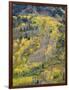 Colorado, White River National Forest, Autumn Colored Quaking Aspen and Conifers on Steep Slopes-John Barger-Framed Photographic Print