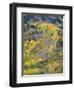 Colorado, White River National Forest, Autumn Colored Quaking Aspen and Conifers on Steep Slopes-John Barger-Framed Photographic Print