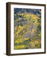 Colorado, White River National Forest, Autumn Colored Quaking Aspen and Conifers on Steep Slopes-John Barger-Framed Photographic Print