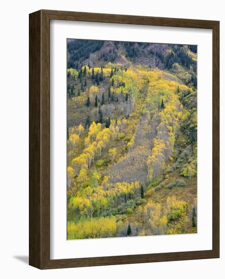 Colorado, White River National Forest, Autumn Colored Quaking Aspen and Conifers on Steep Slopes-John Barger-Framed Photographic Print