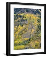 Colorado, White River National Forest, Autumn Colored Quaking Aspen and Conifers on Steep Slopes-John Barger-Framed Photographic Print