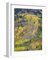 Colorado, White River National Forest, Autumn Colored Quaking Aspen and Conifers on Steep Slopes-John Barger-Framed Photographic Print