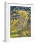 Colorado, White River National Forest, Autumn Colored Quaking Aspen and Conifers on Steep Slopes-John Barger-Framed Photographic Print