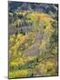 Colorado, White River National Forest, Autumn Colored Quaking Aspen and Conifers on Steep Slopes-John Barger-Mounted Photographic Print