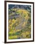 Colorado, White River National Forest, Autumn Colored Quaking Aspen and Conifers on Steep Slopes-John Barger-Framed Photographic Print