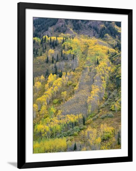 Colorado, White River National Forest, Autumn Colored Quaking Aspen and Conifers on Steep Slopes-John Barger-Framed Photographic Print