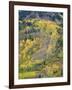 Colorado, White River National Forest, Autumn Colored Quaking Aspen and Conifers on Steep Slopes-John Barger-Framed Photographic Print