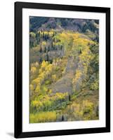 Colorado, White River National Forest, Autumn Colored Quaking Aspen and Conifers on Steep Slopes-John Barger-Framed Photographic Print