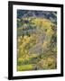 Colorado, White River National Forest, Autumn Colored Quaking Aspen and Conifers on Steep Slopes-John Barger-Framed Photographic Print