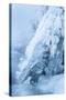 Colorado, Woodland Park. Ice and Frost Formation on Small Waterfall-Don Grall-Stretched Canvas