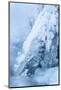 Colorado, Woodland Park. Ice and Frost Formation on Small Waterfall-Don Grall-Mounted Photographic Print