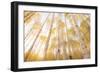 Colorado-Dan Ballard-Framed Photographic Print