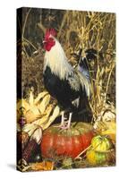 Colored Dorking Bantam Rooster-Lynn M^ Stone-Stretched Canvas