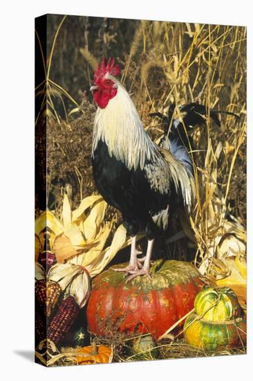 Colored Dorking Bantam Rooster-Lynn M^ Stone-Stretched Canvas