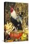 Colored Dorking Bantam Rooster-Lynn M^ Stone-Stretched Canvas