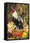 Colored Dorking Bantam Rooster-Lynn M^ Stone-Framed Stretched Canvas