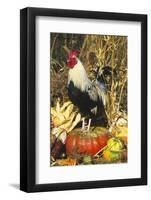 Colored Dorking Bantam Rooster-Lynn M^ Stone-Framed Photographic Print