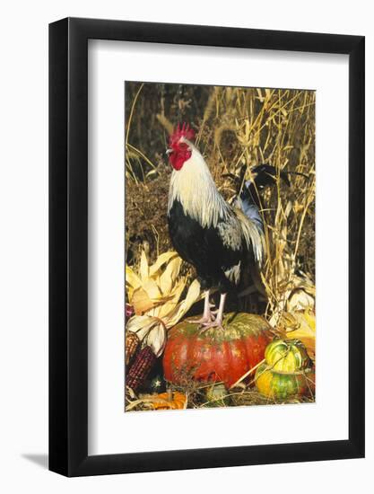 Colored Dorking Bantam Rooster-Lynn M^ Stone-Framed Photographic Print