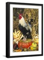 Colored Dorking Bantam Rooster-Lynn M^ Stone-Framed Photographic Print