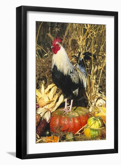 Colored Dorking Bantam Rooster-Lynn M^ Stone-Framed Photographic Print