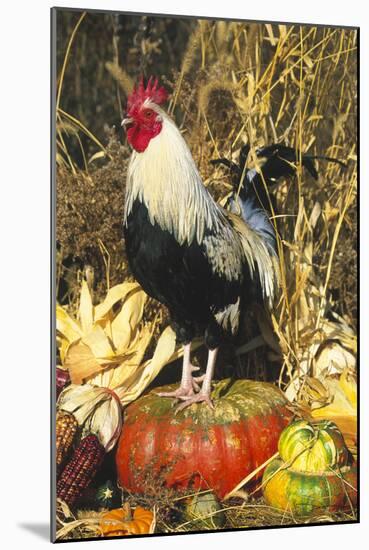 Colored Dorking Bantam Rooster-Lynn M^ Stone-Mounted Photographic Print