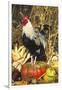 Colored Dorking Bantam Rooster-Lynn M^ Stone-Framed Photographic Print