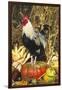 Colored Dorking Bantam Rooster-Lynn M^ Stone-Framed Photographic Print