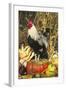 Colored Dorking Bantam Rooster-Lynn M^ Stone-Framed Photographic Print