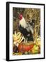 Colored Dorking Bantam Rooster-Lynn M^ Stone-Framed Photographic Print