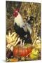 Colored Dorking Bantam Rooster-Lynn M^ Stone-Mounted Photographic Print