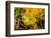 Colored Japanese Maple Leaf in Jingo-Ji-NicholasHan-Framed Photographic Print