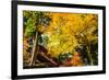 Colored Japanese Maple Leaf in Jingo-Ji-NicholasHan-Framed Photographic Print