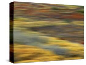 Colorful Abstract of Autumn Tundra Colors, Denali National Park, Alaska, USA-Arthur Morris-Stretched Canvas