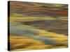 Colorful Abstract of Autumn Tundra Colors, Denali National Park, Alaska, USA-Arthur Morris-Stretched Canvas