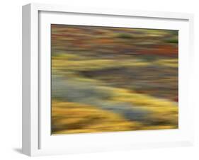 Colorful Abstract of Autumn Tundra Colors, Denali National Park, Alaska, USA-Arthur Morris-Framed Photographic Print