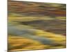 Colorful Abstract of Autumn Tundra Colors, Denali National Park, Alaska, USA-Arthur Morris-Mounted Photographic Print