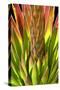 Colorful Agave I-Douglas Taylor-Stretched Canvas