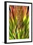 Colorful Agave I-Douglas Taylor-Framed Photographic Print