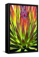 Colorful Agave II-Douglas Taylor-Framed Stretched Canvas