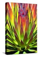 Colorful Agave II-Douglas Taylor-Stretched Canvas