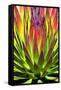 Colorful Agave II-Douglas Taylor-Framed Stretched Canvas