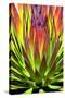 Colorful Agave II-Douglas Taylor-Stretched Canvas