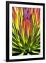 Colorful Agave II-Douglas Taylor-Framed Photographic Print