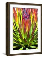 Colorful Agave II-Douglas Taylor-Framed Photographic Print