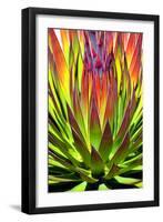 Colorful Agave II-Douglas Taylor-Framed Photographic Print