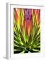 Colorful Agave II-Douglas Taylor-Framed Photographic Print