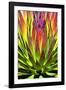 Colorful Agave II-Douglas Taylor-Framed Photographic Print